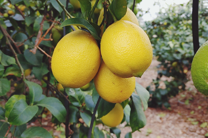 레몬 워터 만들기 제주 GAP인증 햇 레몬 2.5kg